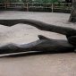 symposium in ZOO Liberec 2006/ poplar/ 3,4m 
